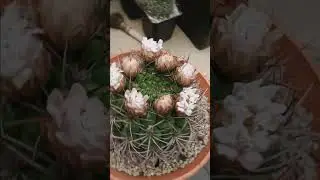 Gymnocalycium saglionis.