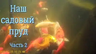 Наш садовый пруд . Часть 2. Интересные подводные съёмки.  