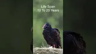 Turkey Vulture
