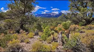 Catch Pen West | Deer Creek Road | Mt. Charleston Wilderness, Nevada
