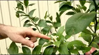2020 Riley Retreat - Permaculture Garden Update