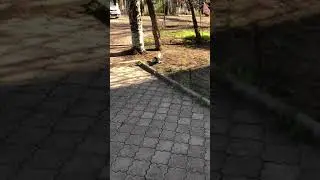 Треш,голубь некрофил, или человек голубь?)