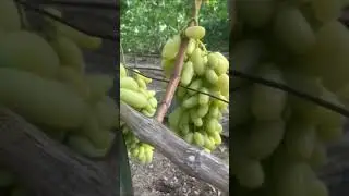 #ВиноградникЕлисеевых Бананчик розовый и Днепровский розовый