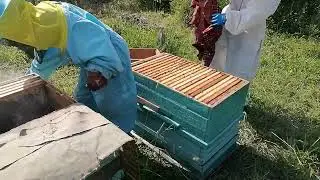 Создаём улей-медовик