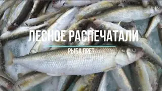 Сахалинская рыбалка ЛЕСНОЕ ЗУБАРЬ