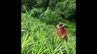 Nilagang Mais, pagkain sa Bukid.