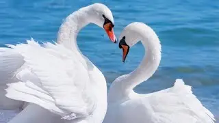 Insanely Beautiful Melody That Touches The Innermost Corners Of The Soul! Listen