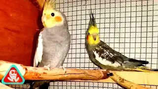 Mating ritual and nervousness in my nymphs.