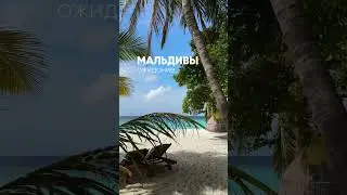 Живность на Мальдивах🪳 