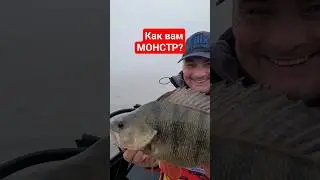 #youtubeshorts #youtuber #fishing #perchfishing #рекомендации #рек #врек #рыбалка