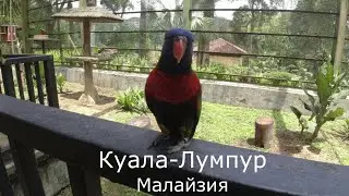 Самый БОЛЬШОЙ парк птиц в мире! Куала-Лумпур, Малайзия
