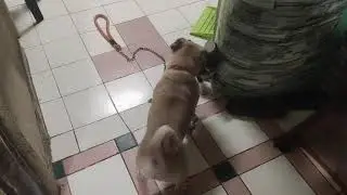 Pug Vs Chihuahua