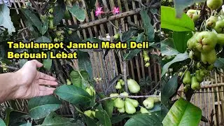 Tabulampot Jambu Madu Deli Berbuah Sangat Lebat - Water Apple Tree Bears Fruit