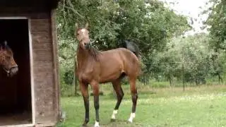 Jouette (Toulon x Quidam)