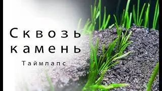 КАК ЗЕЛЕНЬ ПОБЕЖДАЕТ КАМЕНЬ? РОСТКИ ЧЕРЕЗ АСФАЛЬТ ТАЙМЛАПС