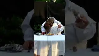Dinner For Dog