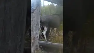 Лось. Лось сосет грудь. Такой большой, но всеет употребляет  