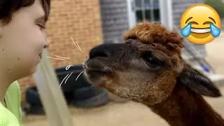 Animals Can be Jerks 😂 Funny Animals Videos Compilation || PETASTIC 🐾