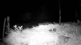 Mouse falls out of the sky