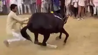Красивый танец лошади/ песня кызыл орик
