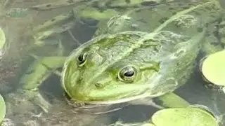 Fresh water. Other inhabitants of reservoirs
