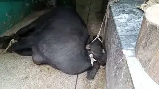 cow slaughtering || animals