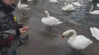 Светлогорс(1)