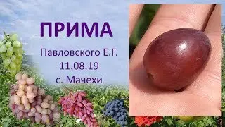 Grapes 2019. Grapes Prima. Grape review