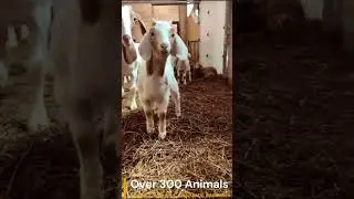 Exploring the Happy Animals on Our Halal Meat Farm - Ferme Karakus