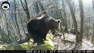 Odhalenie ukrytej fotopasce v koreni vyvrateneho stromu (71)