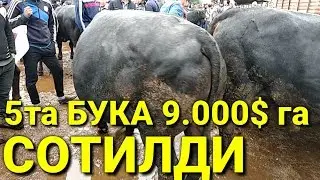 УЗБда 72 млнга 9000$  5та БУКАЛАР СОТИЛДИ