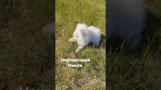 restless Mickey #шортс #animals #животные #тикток #tiktok #instagram #рек #топ #dog #shorts #развлеч