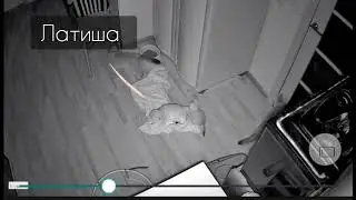 Последний побег из 