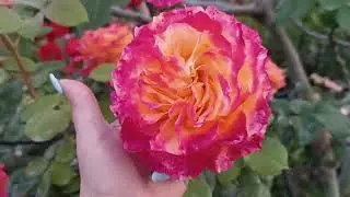 Прогулка по моему саду. часть 2