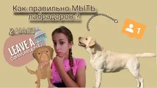 Как правильно МЫТЬ лабрадоров🚿(2 ЧАСТЬ)