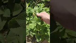 Trip to Puerto Rico: This is oregano?