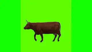 Buffalo walking in different angles free green screen video