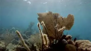 A Day in Nassau Snorkeling 4K