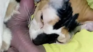 Первые котята Вискаса и Муськи