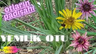 BULGUR PILA FROM FORAGE GRASS /How to make