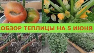 ОБЗОР ТЕПЛИЦЫ НА 5 ИЮНЯ. ПЕРВЫЙ УРОЖАЙ ТОМАТОВ И ОГУРЦОВ.