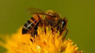 Bee Population Collapse Might Be Due to Common Pesticide