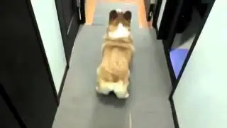 Twerk  dogs