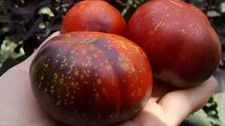 Томат сорт 