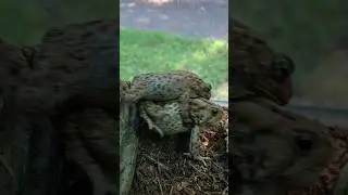 Even More Gay Toads... Again 🌈🐸