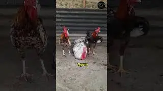 two chickens are friends with a white turkey