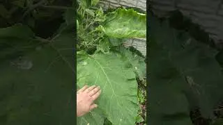 КАК ПОЛЮБИТЬ СОРНЯКИ В САДУ?❤️❤️❤️#садоводство #огород
