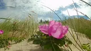 Acme VR30 Full HD 360° Camera Test - Sea and Bee Attack