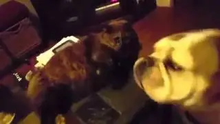 Bulldog Gets Bullied Back By Not Thrilled Cat - #WICKEDFUNNY
