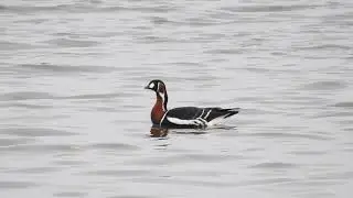 Branta ruficollis 1